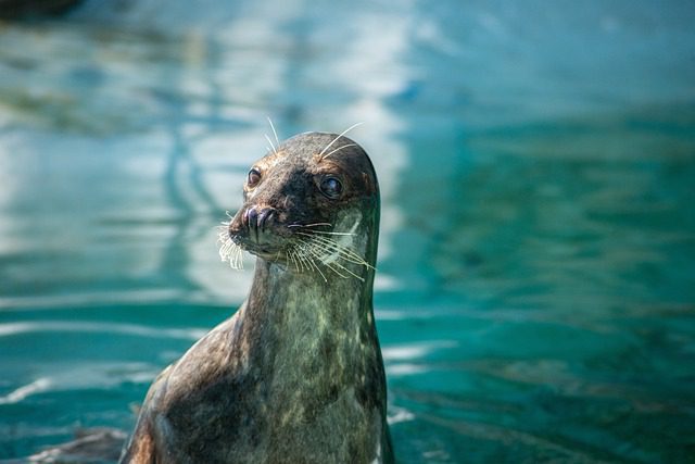 Sea Lions and Fur Seals