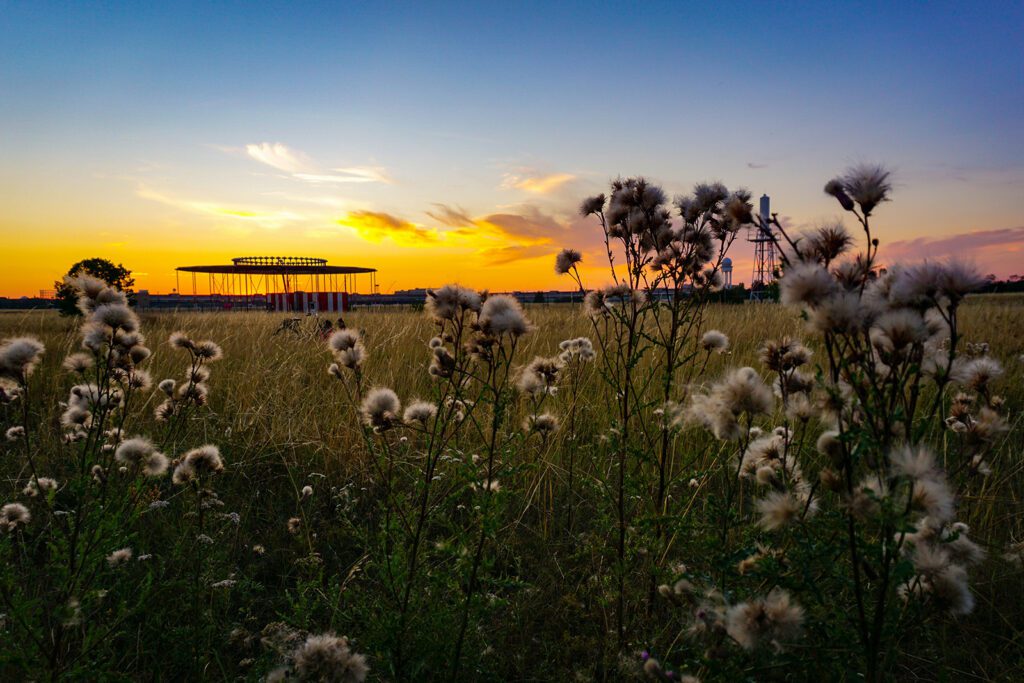 Flowers at sunset in Tempelhofer Feld | Davidsbeenhere