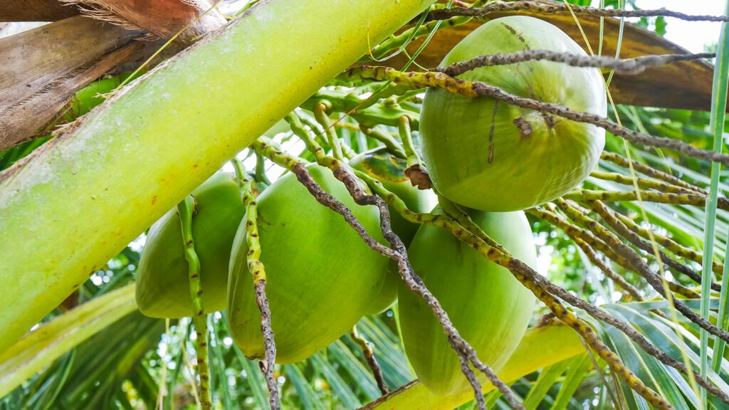 Coconuts growing on a tree in Caura, Trinidad | Davidsbeenhere