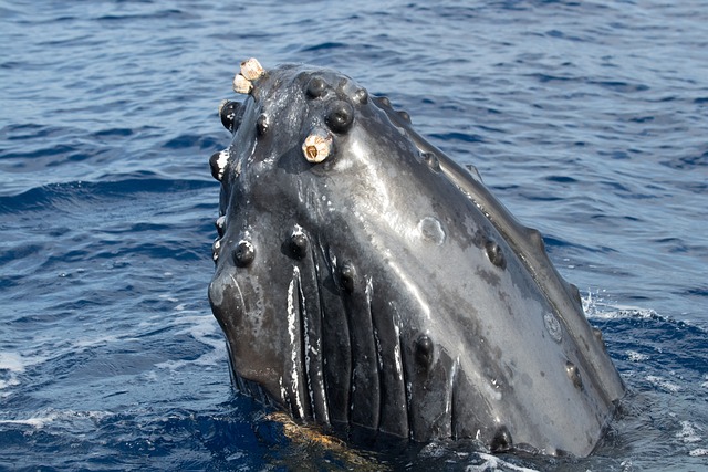 Whale Watching in Maui