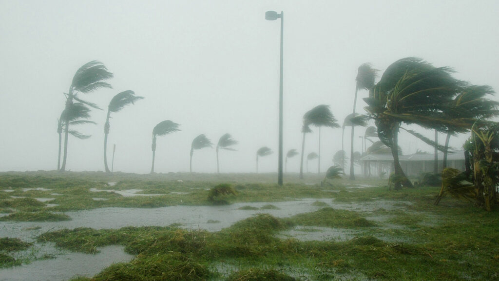 Palm trees blow in the wind during Hurricane Dennis in Key West, Florida | Davidsbeenhere