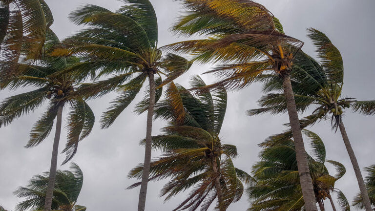 Palm trees blow during a hurricane | Davidsbeenhere