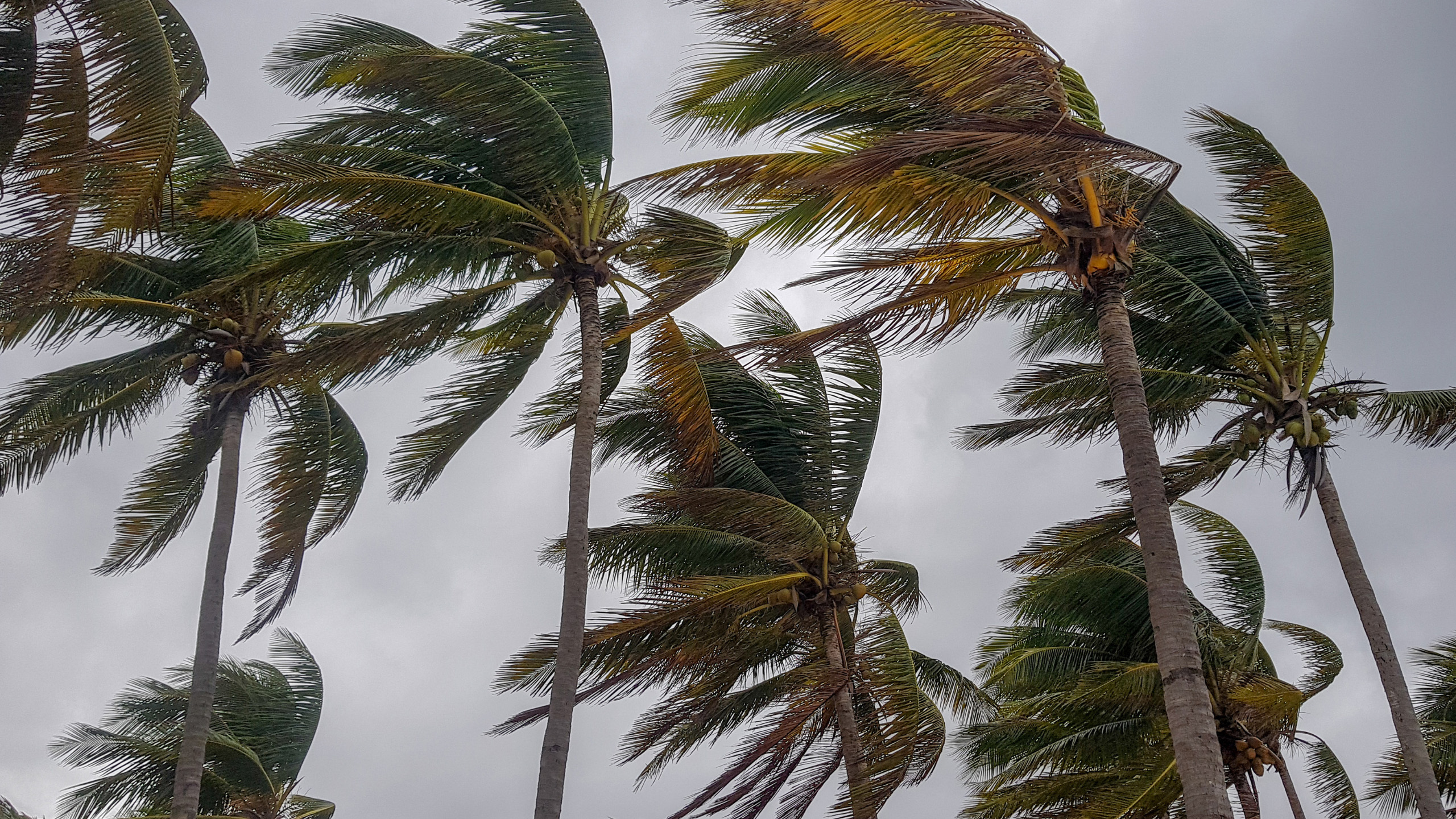 Palm trees blow during a hurricane | Davidsbeenhere