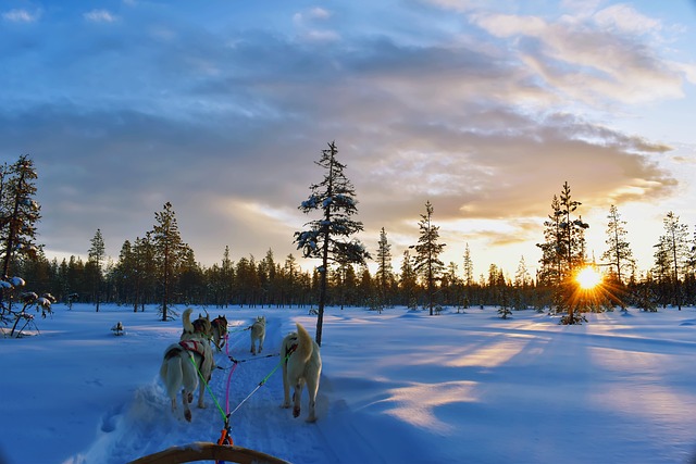 The Appeal of Dog Sledding in Finland