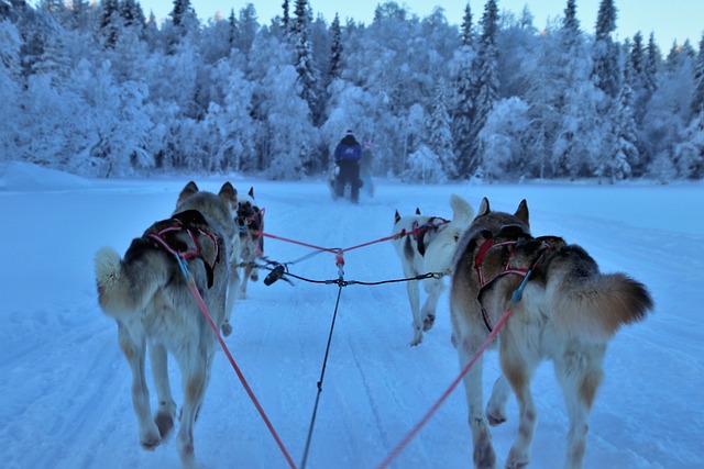 Types of Dog Sledding Experiences