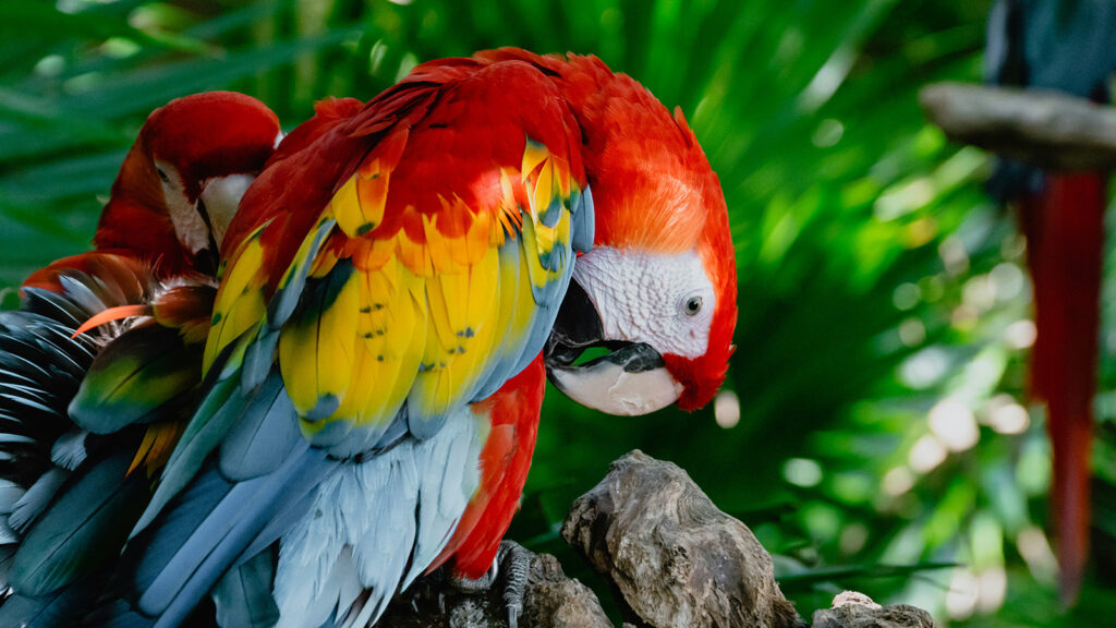 A pair of brightly colored parrots rest in a tree in Cancun | Davidsbeenhere