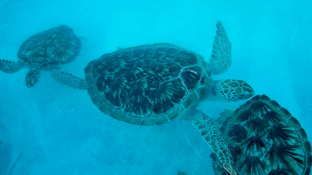 Seeing a group of sea turtles swim off the coast of Quintana Roo is one of the best things to do in Cancun | Davidsbeenhere