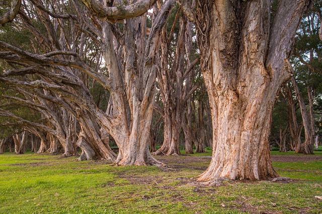 Explore the Royal Botanic Garden